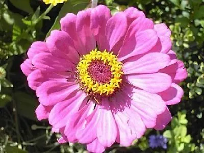 Gerlinde Hippach